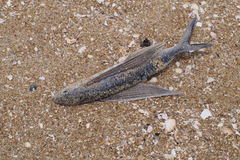 Exocoetidae