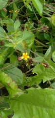 Angiospermae