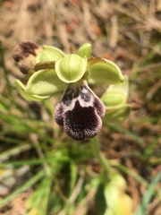 Ophrys