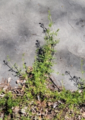 Galium aparine