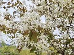 Amelanchier cusickii