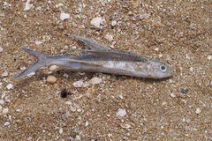 Exocoetidae