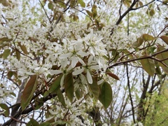Amelanchier cusickii