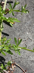 Galium aparine