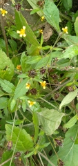 Angiospermae