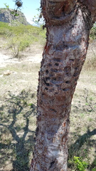 Bursera galeottiana