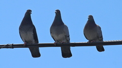 Columba livia