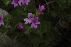 Pelargonium cucullatum strigifolium