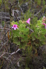 Pelargonium cucullatum strigifolium