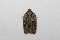 Acleris ptychogrammos