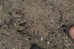 Tragelaphus sylvaticus sylvaticus