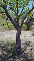 Bursera galeottiana