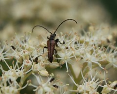 Trachysida mutabilis