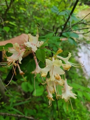 Rhododendron colemanii