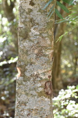 Thouinidium decandrum