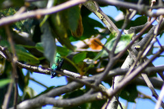 Chlorostilbon melanorhynchus