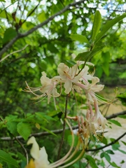 Rhododendron colemanii