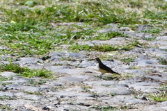 Pyrocephalus rubinus