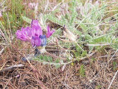 Astragalus inflexus