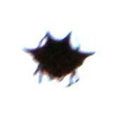 Gasteracantha sanguinolenta