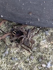 Venatrix pseudospeciosa