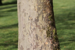 Platanus occidentalis