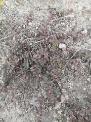 Euphorbia thymifolia