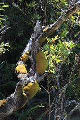 Hypodontium pomiforme