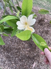Magnolia grandiflora