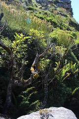 Hypodontium pomiforme