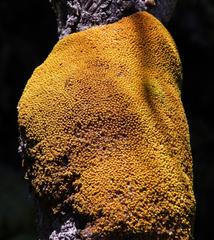 Hypodontium pomiforme