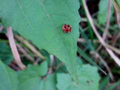 Diekeana admirabilis