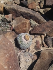 Epithelantha