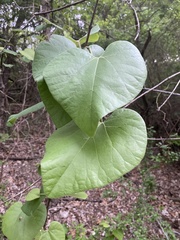 Aristolochia tomentosa