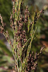 Restio paniculatus