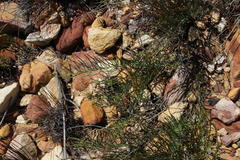 Lebeckia