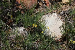 Lebeckia