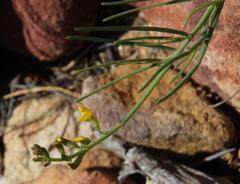 Lebeckia