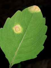 Puccinia recondita