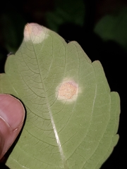 Puccinia recondita