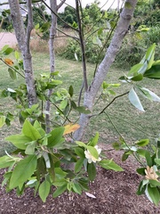 Magnolia grandiflora