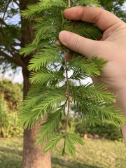 Taxodium distichum