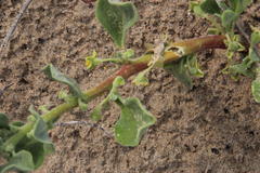Tetragonia decumbens