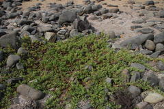 Tetragonia decumbens