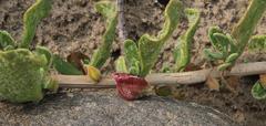 Tetragonia decumbens