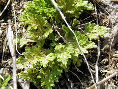 Selaginella pilifera