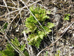 Selaginella pilifera