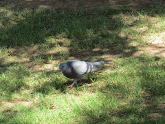 Columba livia domestica
