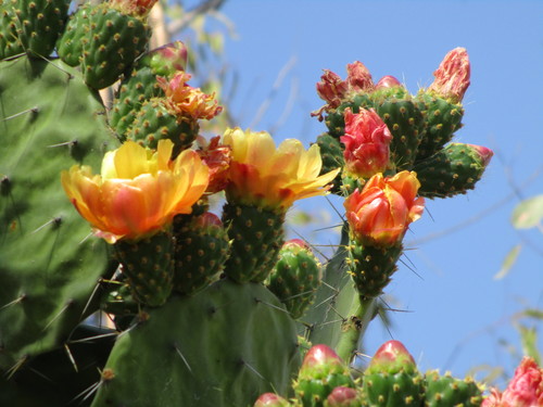 Woollyjoint Pricklypear