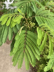 Albizia julibrissin